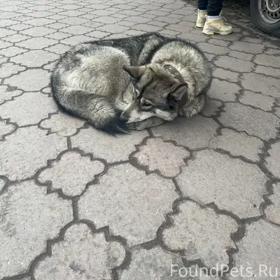 Найден пёс с ошейником, Ленинский район, Мурманск