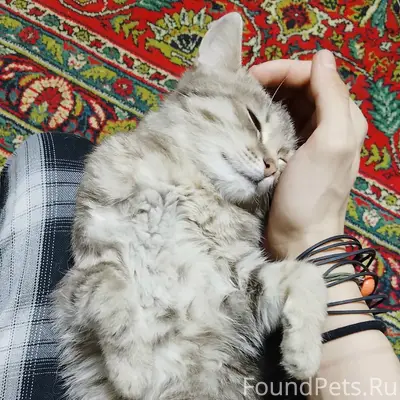 Пропала кошка, около дома Павлова 28