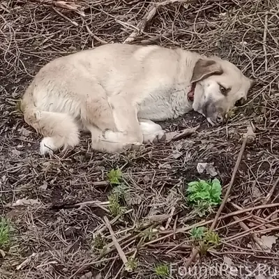 Найден пёс, Кратово