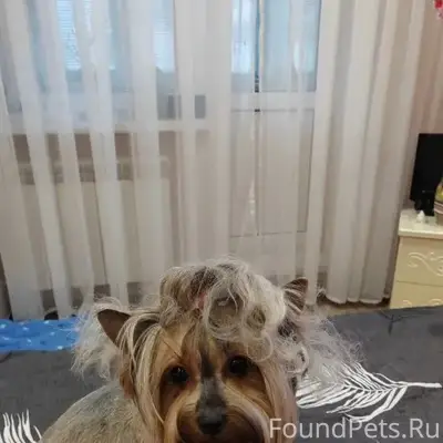 Пропала собака Буся, в сторону 3 поликлиники