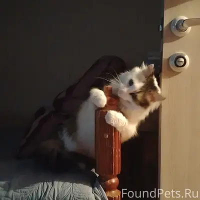 Пропала кошка Люся