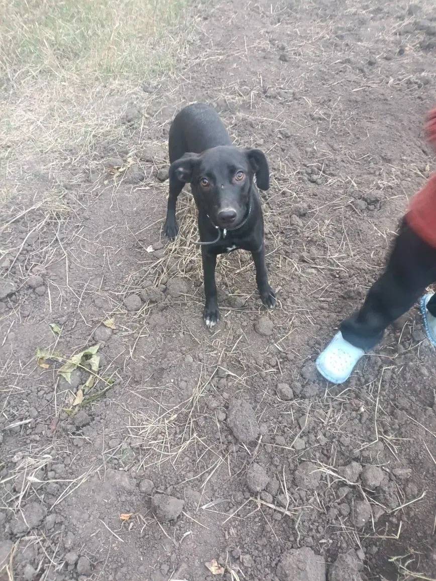 Пропала дворняжка Эсмеральда, улица Васильева