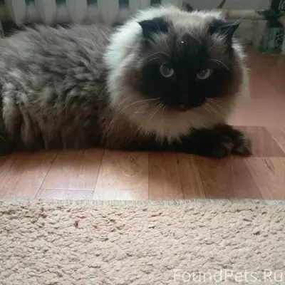 Найдена кошка, улица Мира 18