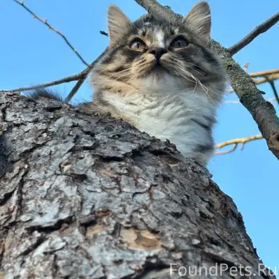 Пропала кошка, улица Чкалова