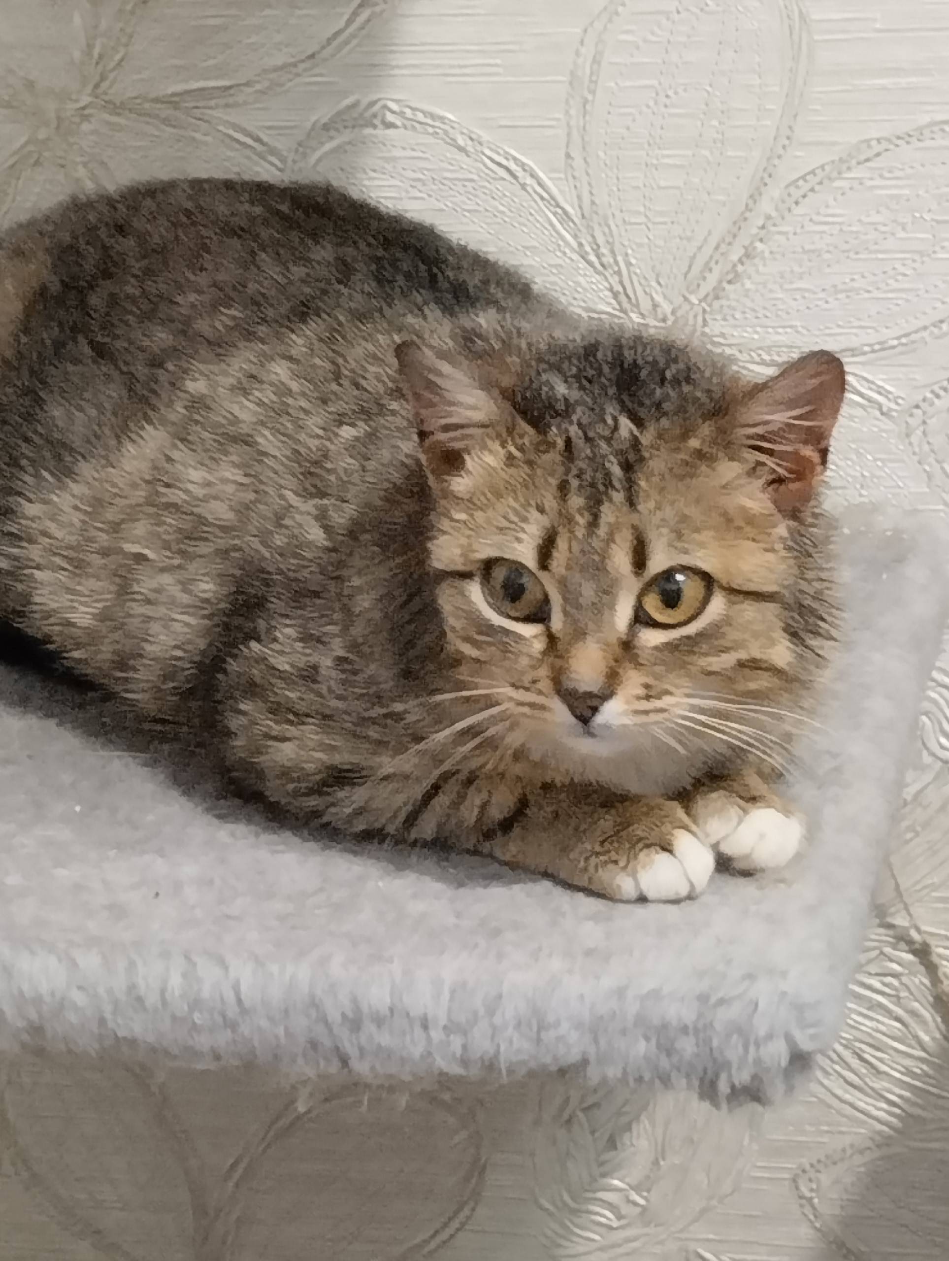 Найдена кошка Матрёшка, около Казанской ярмарки