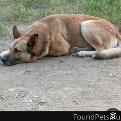 Пропал пёс Дружок, район пл. Кирова г. Самары