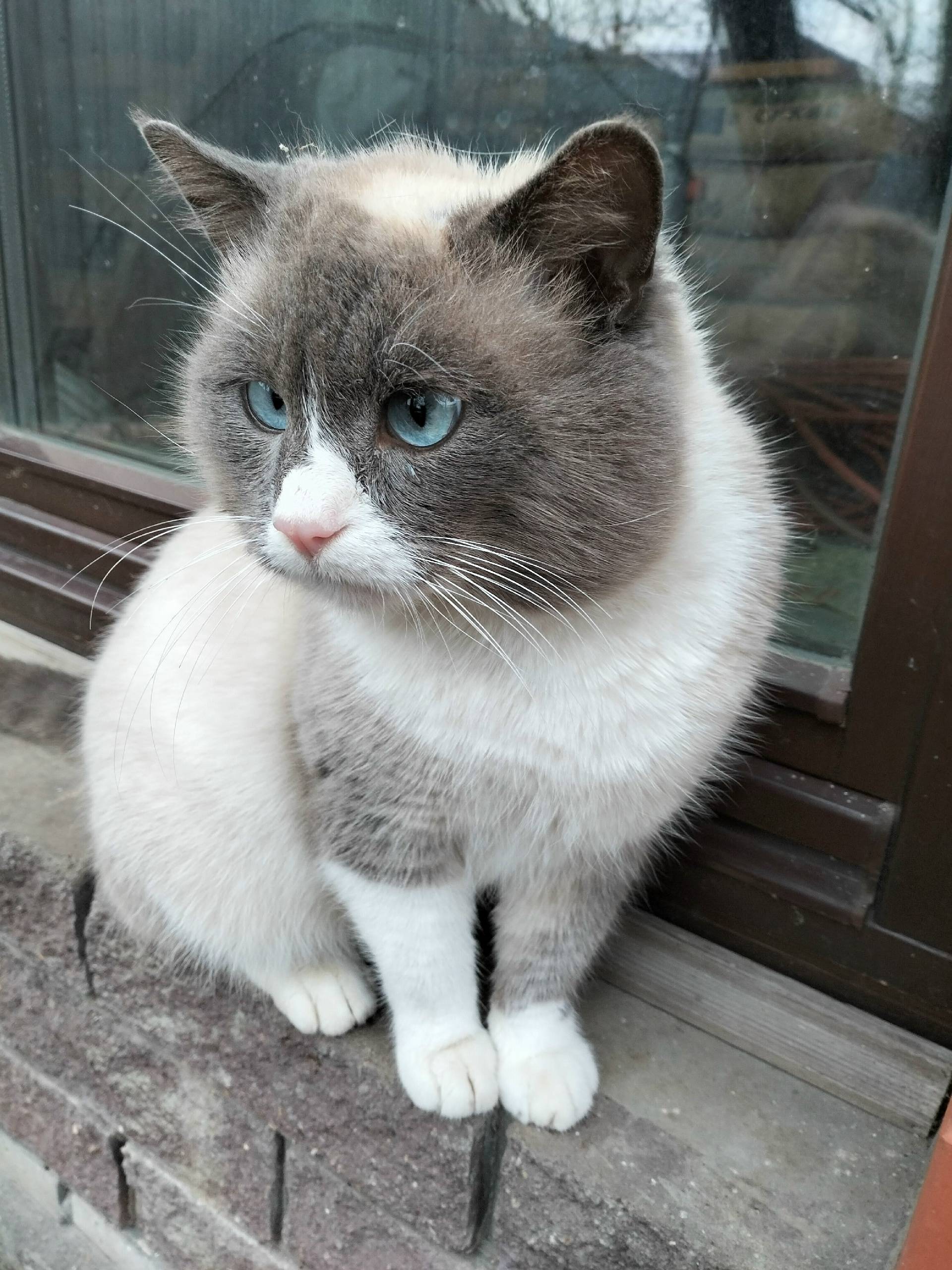 Пропал кот, район самстроя