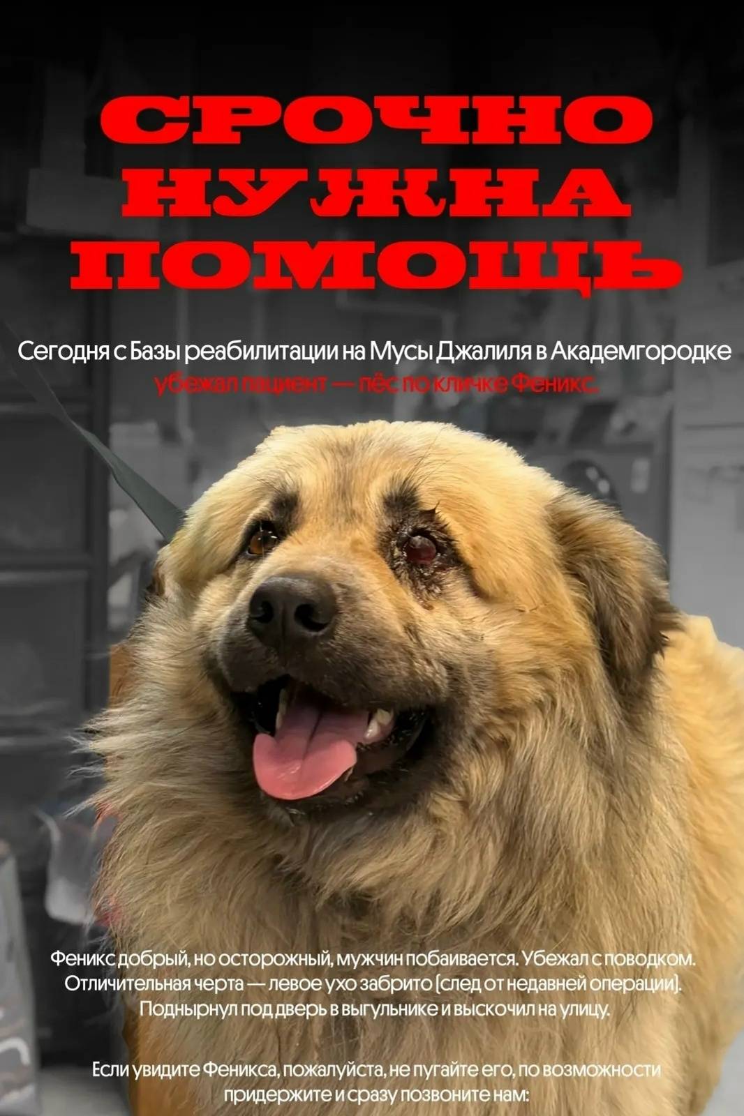 Пропал пёс Феникс, Советский район