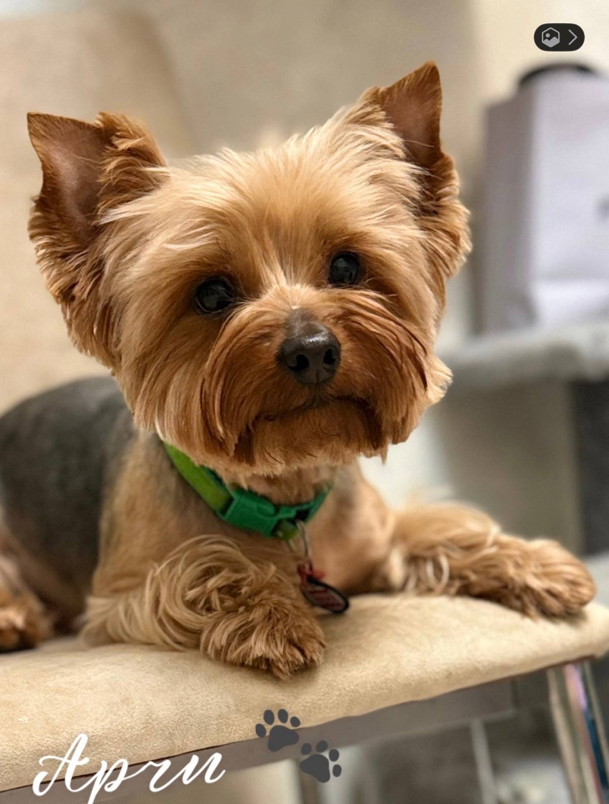 Пропал йорк Арчи, Саки