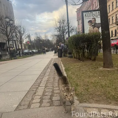 Найден кот, Центральный район, ул. Фурштатская