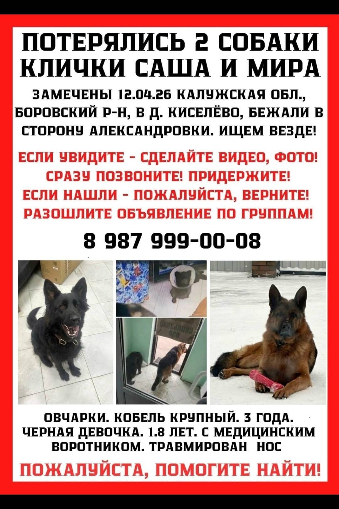 Пропали собаки, Ермолино