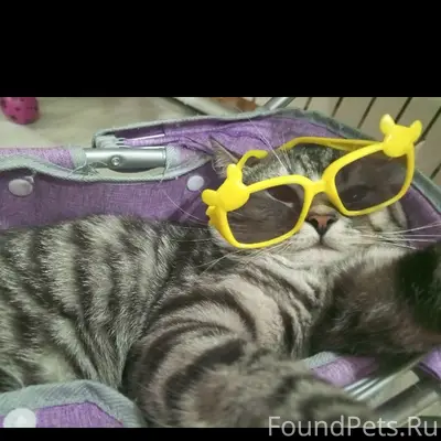 Пропал кот, район устьянского края и музея