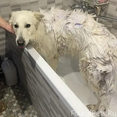 Пропал Ангор, швейцарская овчарка