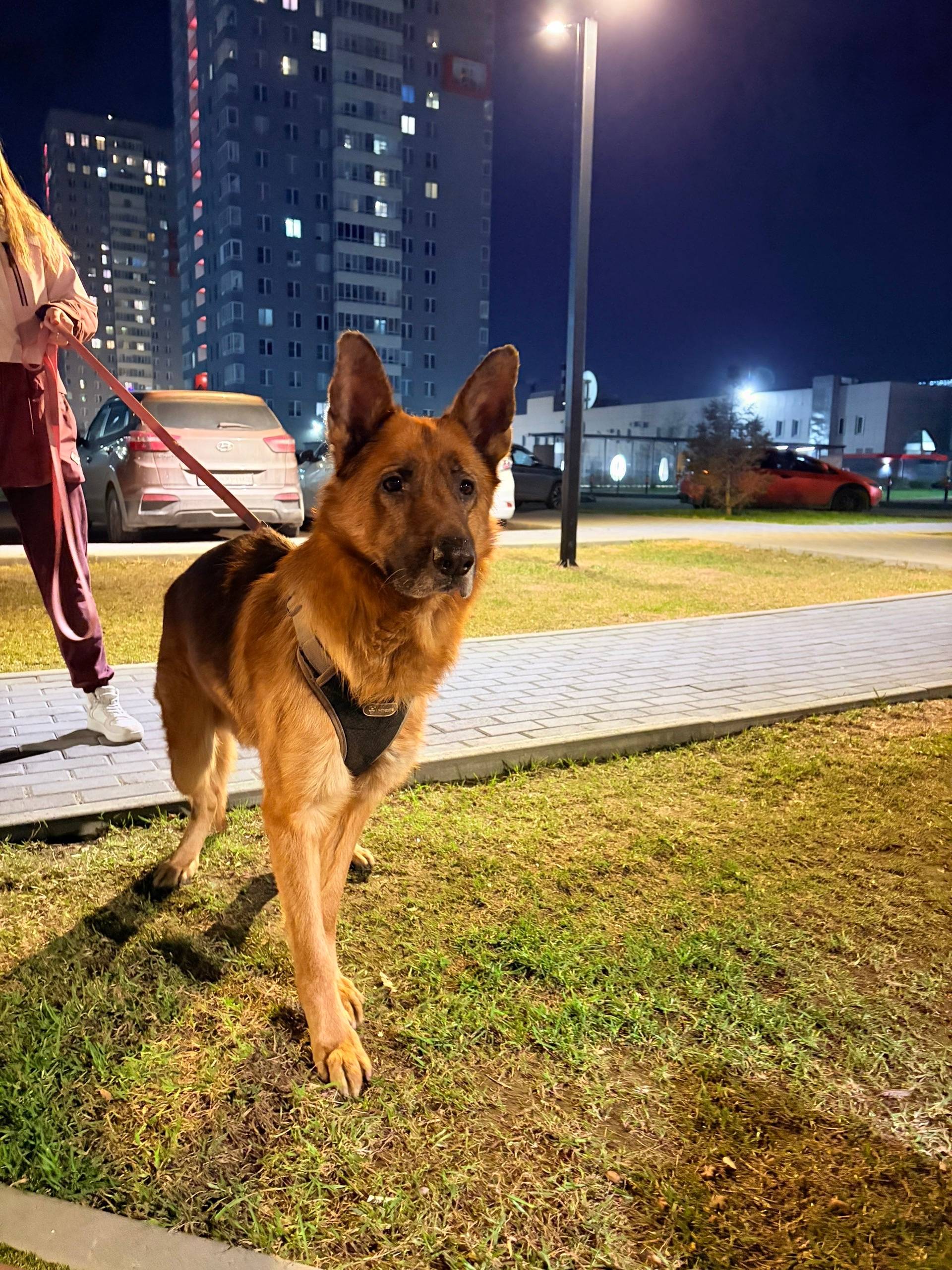 Найден кобел-овчарка, седая моська