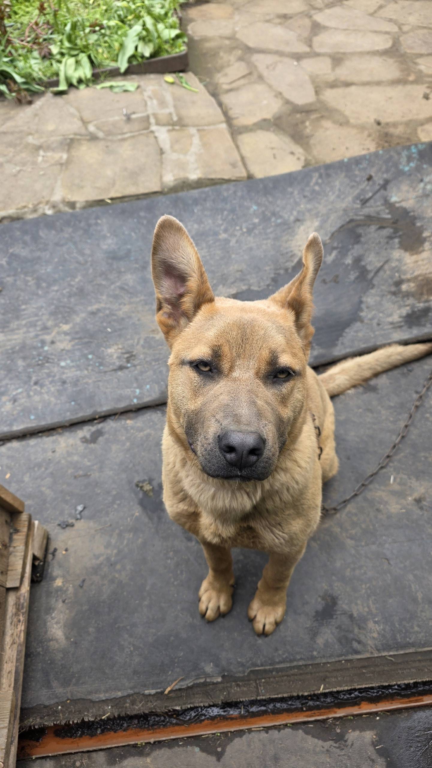 Пропала собака Муха, район знаменки