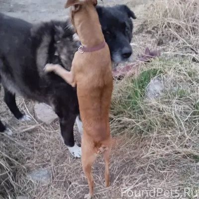 Пропала породистая собака, район лесозавода