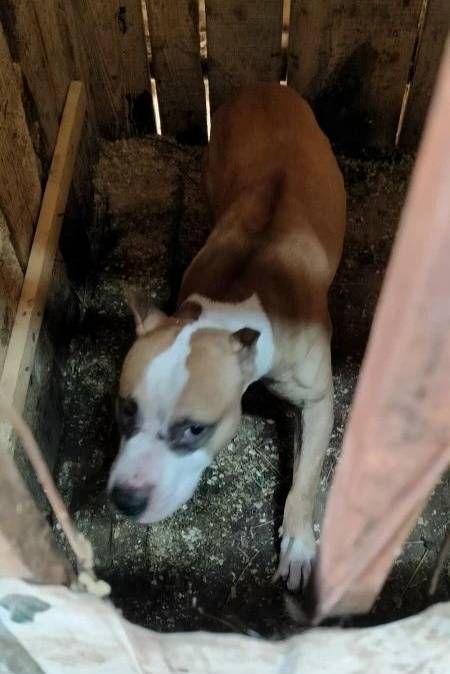 Найден кобель, ул. 9 Мая