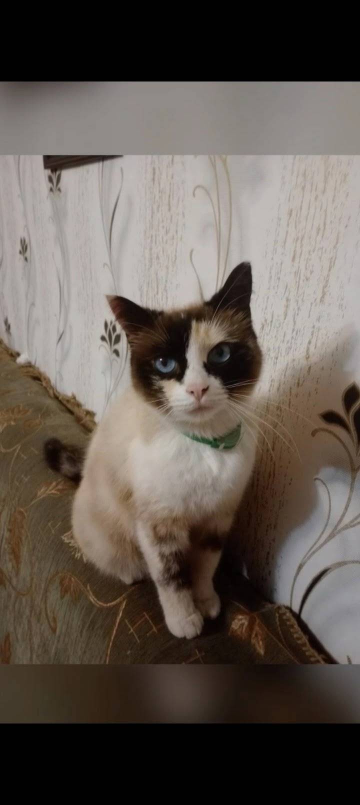 Пропала кошка сиамского фенотипа, улица Беднякова