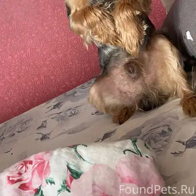 Пропал Патрик, Хива