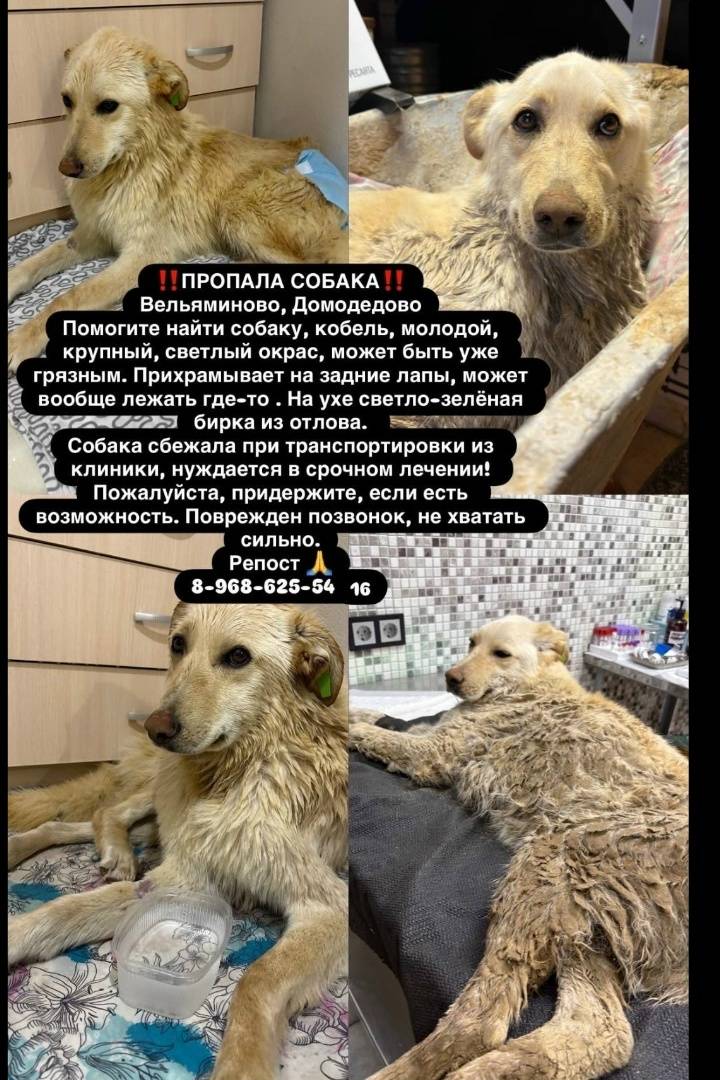 Пропал крупный кобель, Вельяминово, Домодедово