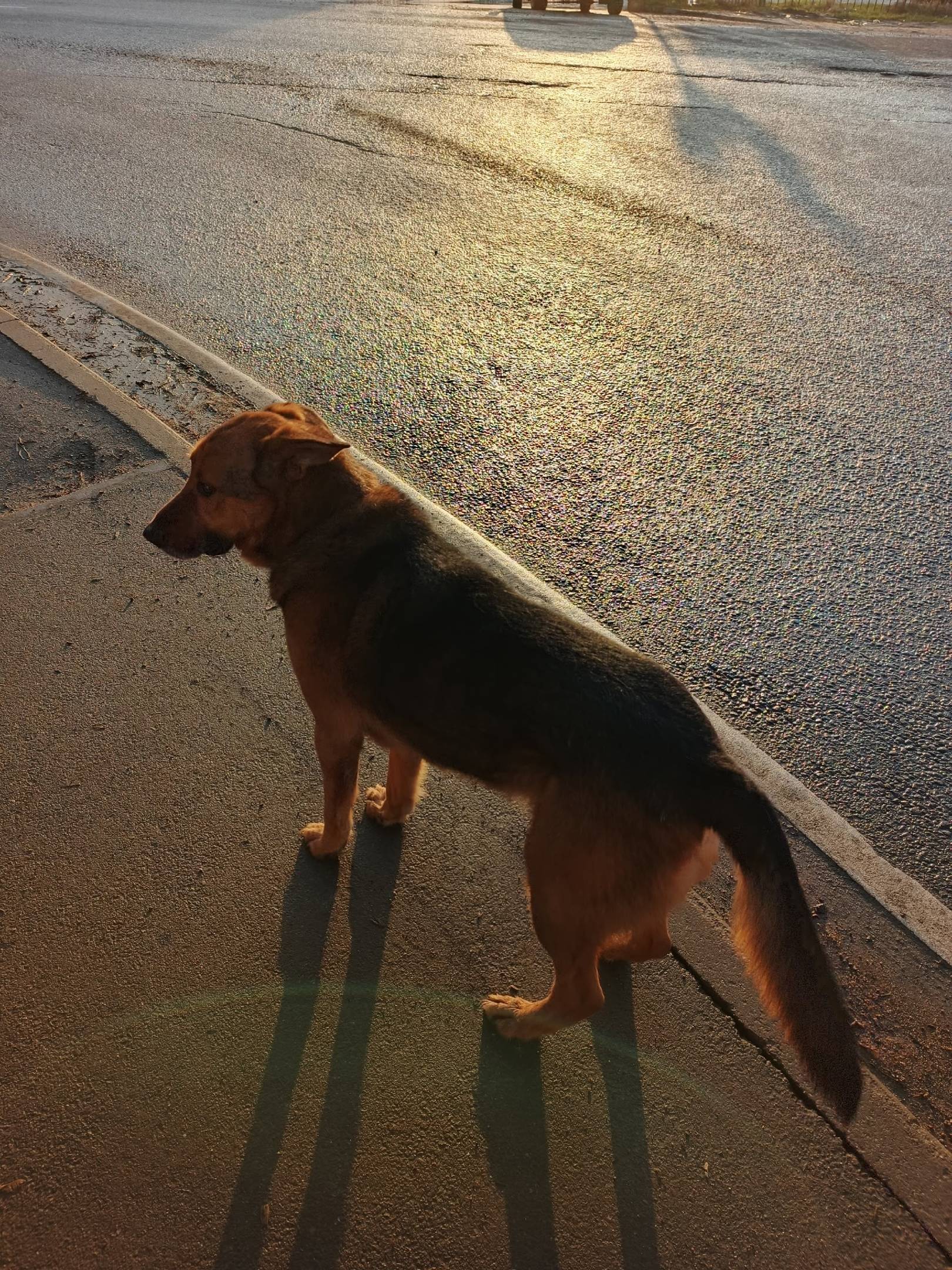Пропала собака, возле магазина светофор
