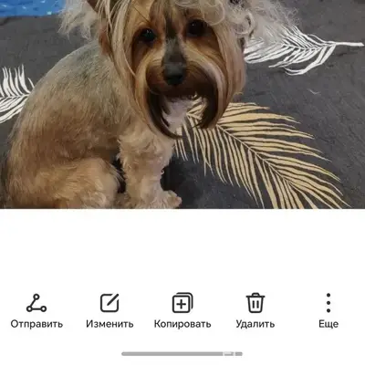 Пропала собака Буся, район Пушкина 15