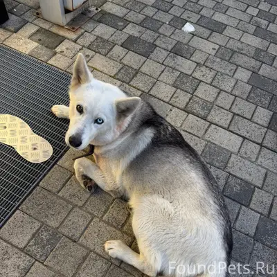 Найден метис хаски, пос. Небуг