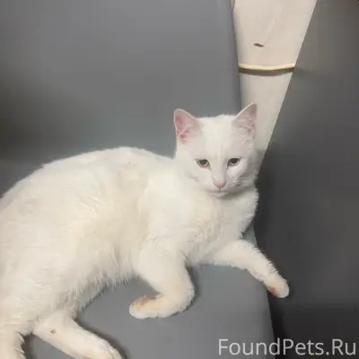 Пропал кот Беляш, Симферополь