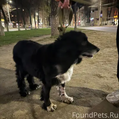 Найден пёс, район Центрального парка