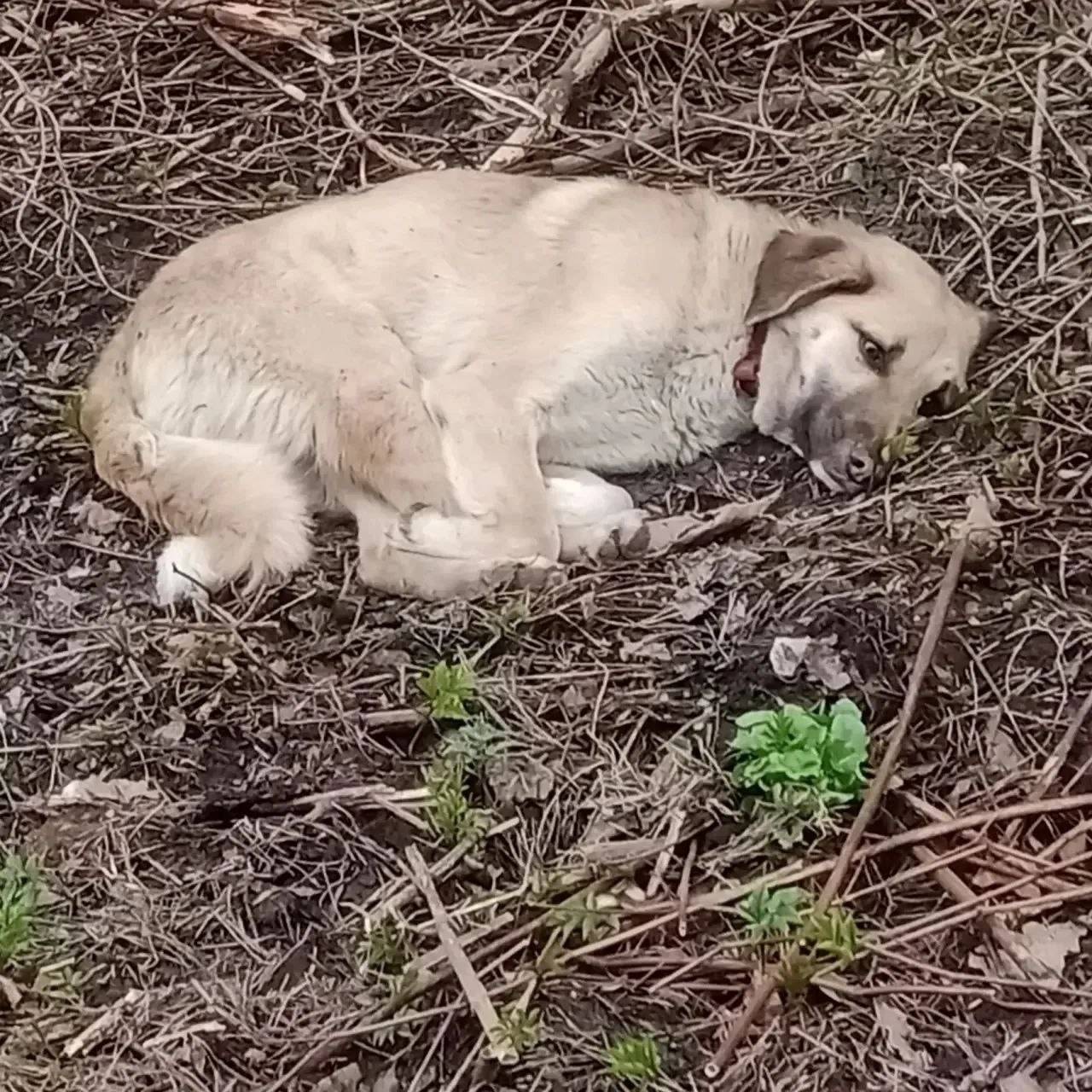 Найден пёс с ошейником, п. Г.Т. Кратово