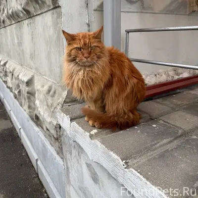 Найден рыжий кот, Красногорск
