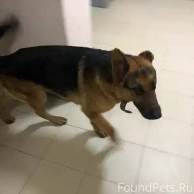 Пропал пёс-овчарка, Советский район Волгограда