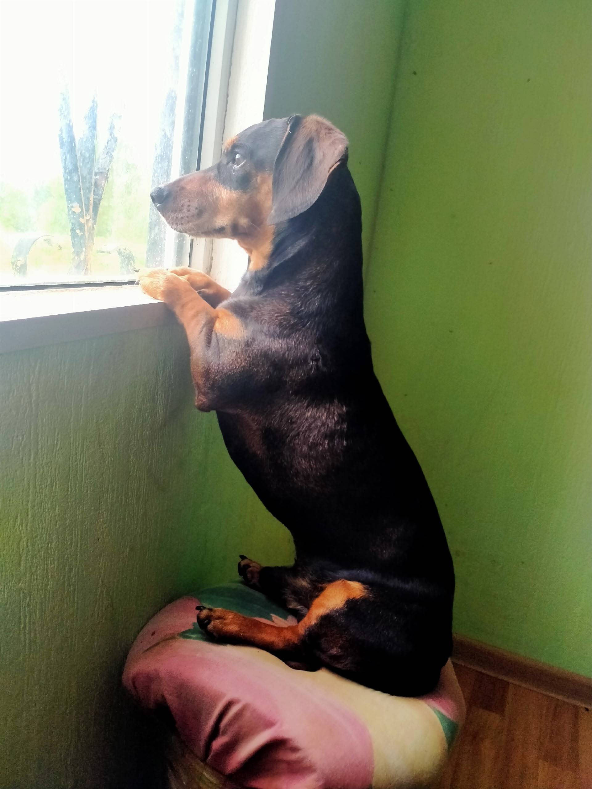 Пропал мальчик такса, ищем свидетелей