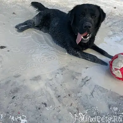 Найден пёс, Первомайский район