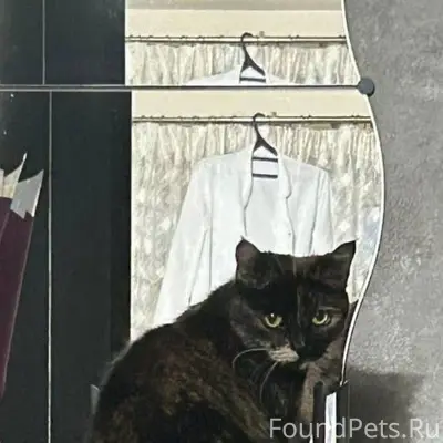 Пропала кошка Пташа, ул. Премудрова