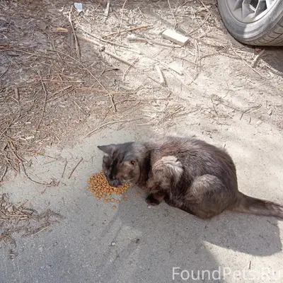 Найдена кошка, чёрный палевый окрас, ул. 22 Партсъезда