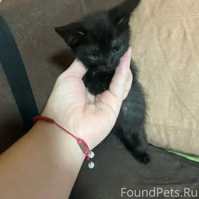 Найден черный котенок в ошейнике