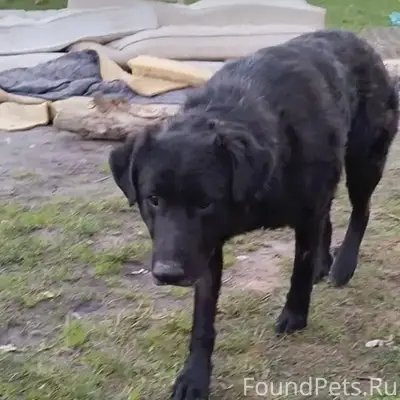 Пропал пёс Рэсси, Калуга