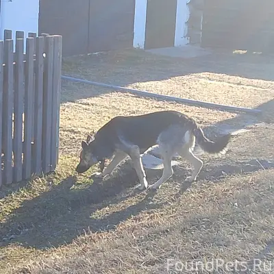 Пропала собака, хромает, Тавда (Урицкого)