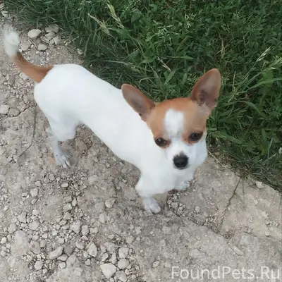 Пропал Филя, деревня Подберёзово