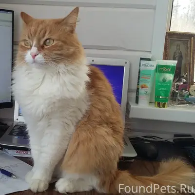 Пропал рыжий кот Тёма