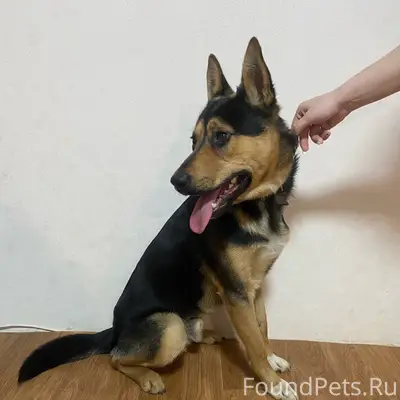 Найден мальчик с ошейником, гпз-23