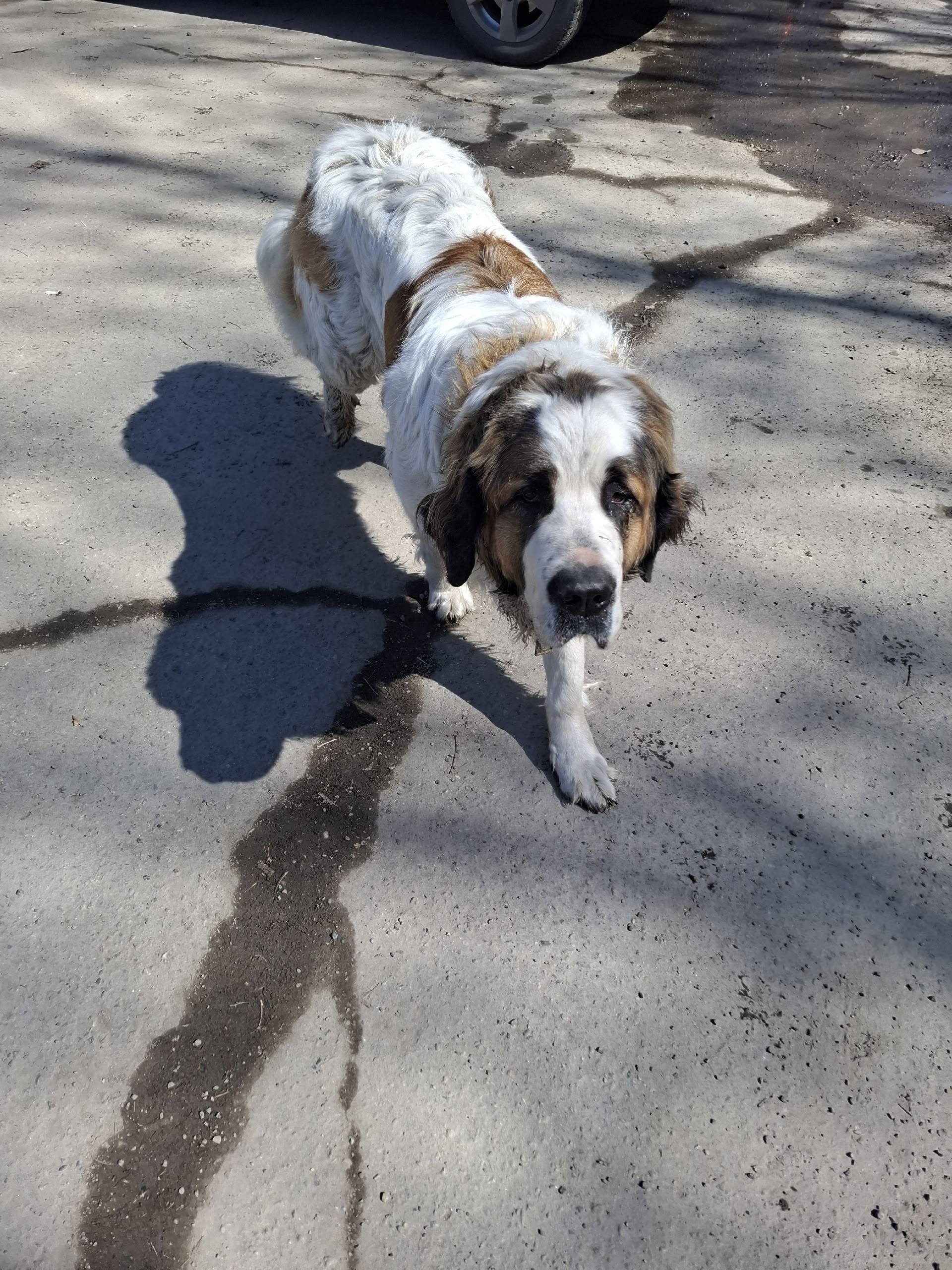 Пропала Московская сторожевая, Академовский лес, Иркутск