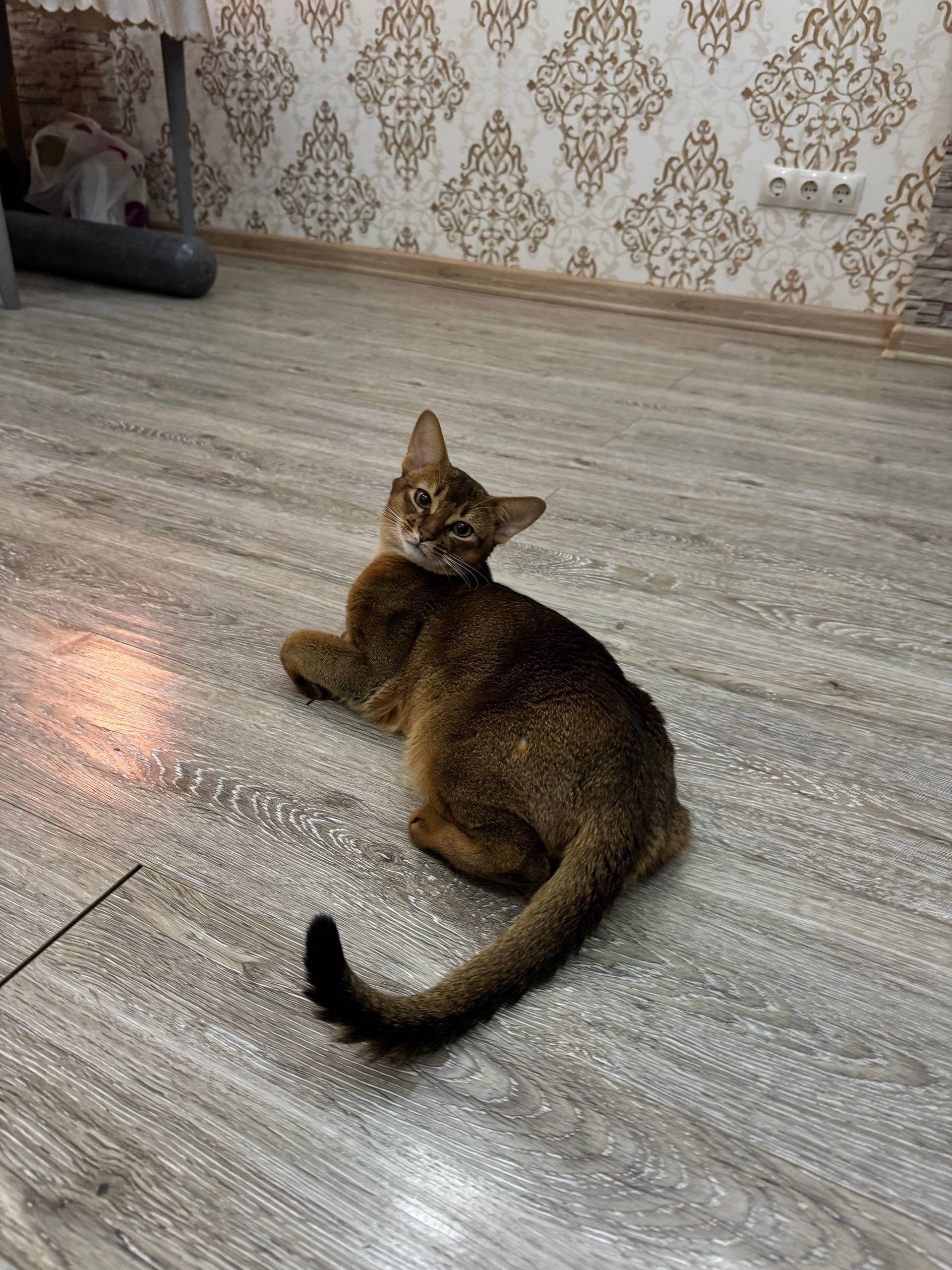 Пропал кот, Евпатория