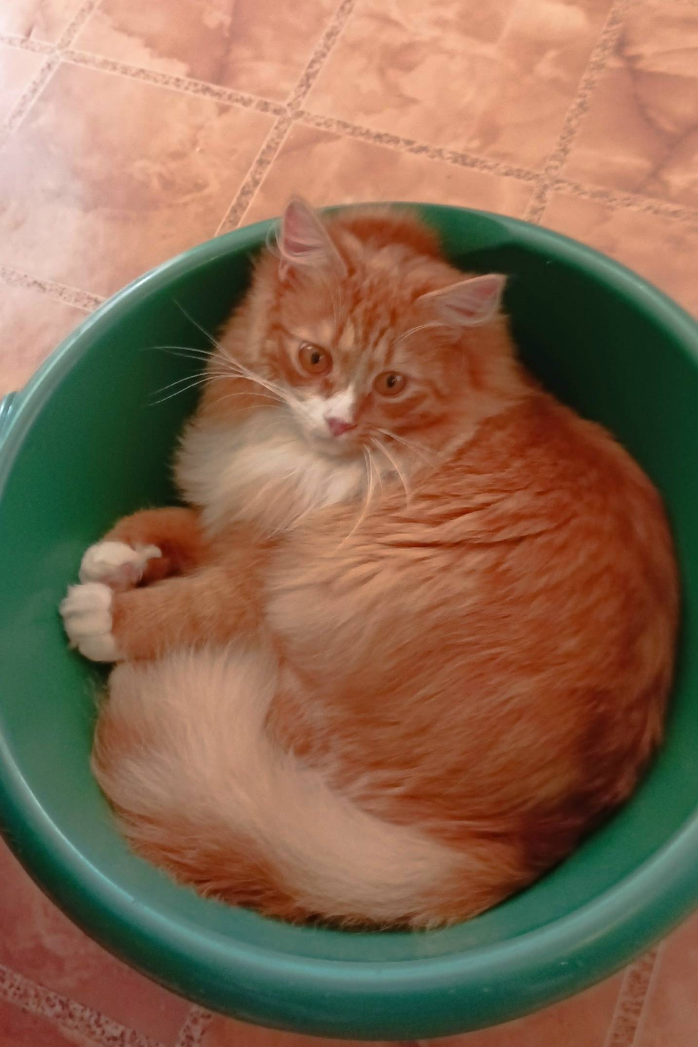 Пропал кот Персик, Архангельский тракт, улица Красная