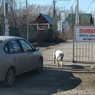 Найден пёс в ошейнике, Черноисточинск