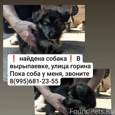 Найден тип собака, Вырыпаевка, улица Горина
