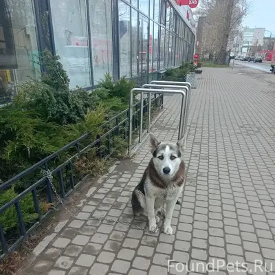 Найден пёс с цепью, Санкт-Петербург и Ленинградская область