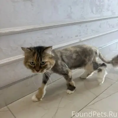 Найдена кошка, р-н Любимово