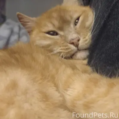 Пропал кот Рыжик, Интернациональная